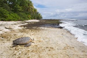 A turtle on a beach facing towards the water.