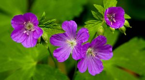 Four purple flowers bloom at the end of a plant.
