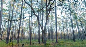 Looking into the longleaf pine and blackjack oak forest of the Moody Forest Natural Area near Baxley, Georgia.