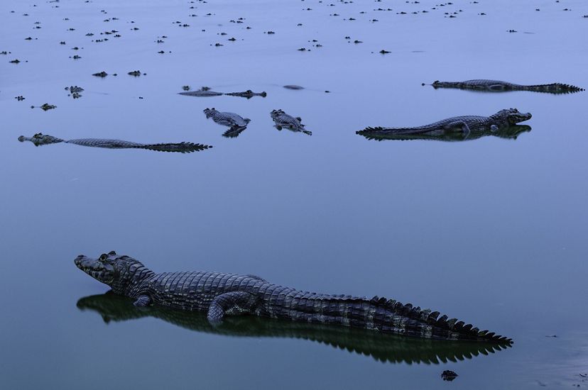 Un sinnúmero de caimanes flotando sobre el agua de pantano