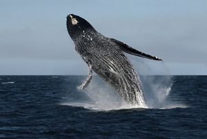 Humpback whale in Mexico's Baja California Peninsula