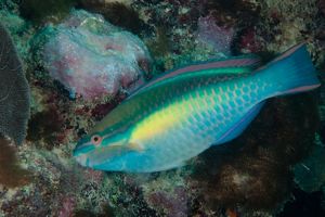 Side view of a parrotfish.