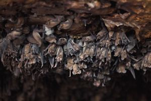 Hundreds of brown bats roost upside down, packed into a rocky cave.