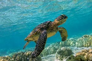 Hawaiian green sea turtle swims in the Hawaii waters.