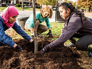 Three multicultural women plant a tree together.