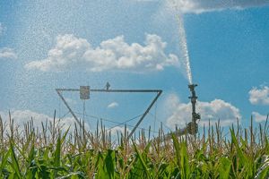 A large pivot sprays water on rows of corn