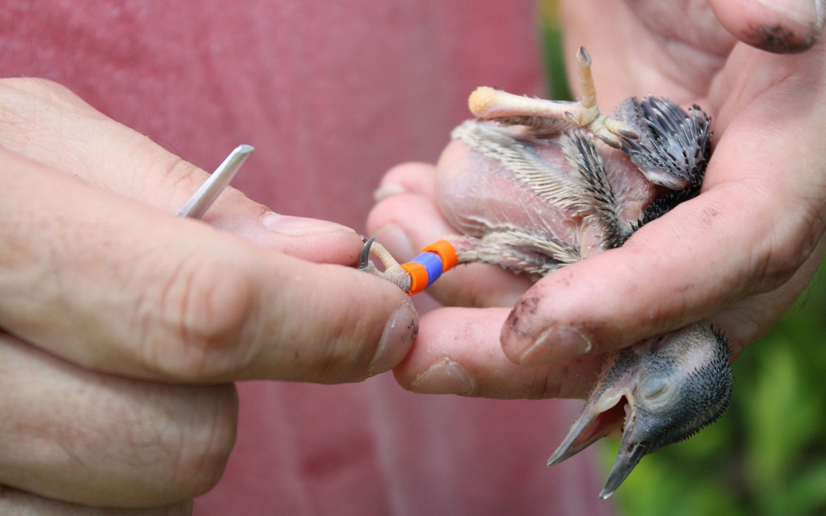A band is placed on the leg of a 6-10 day old red-cockaded woodpecker chick (Picoides borealis) during an annual population survey.