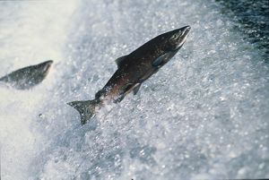Adult chinook salmon (Oncorhynchus tshawytscha) jump up waterfall on their journey home to spawning waters. 