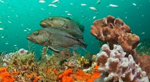Two Georgia black sea bass and coral underwater