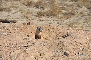 A black-footed ferret peeks out from a prairie dog burrow during the day.