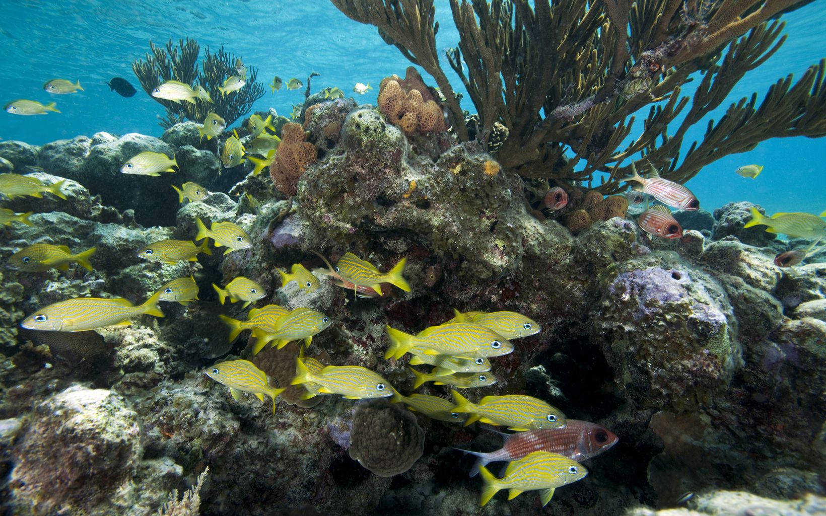 Reef fish The Park draws thousands of visitors each year and its stunning reefs and pristine beaches support thriving tourism-based businesses. © Jeff Yonover