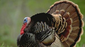 Close up of a wild turkey.