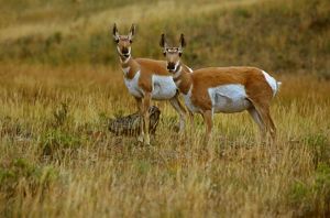 sideview of two small antelope in yellow-green grass