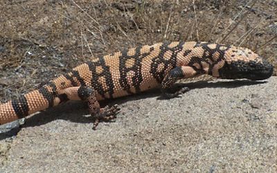 Gila monster