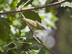 A red-eyed vireo perched in a tree.