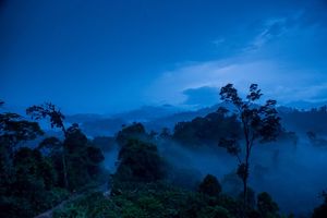 A forest is silhouetted against a darkening blue night sky.