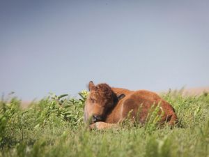 Bison calf resting the the lush grasses at the Joseph H. Williams Tallgrass Prairie Preserve in Oklahoma.