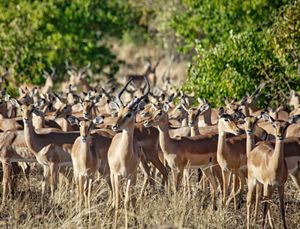 A group of brown and white springbok antelope gather in