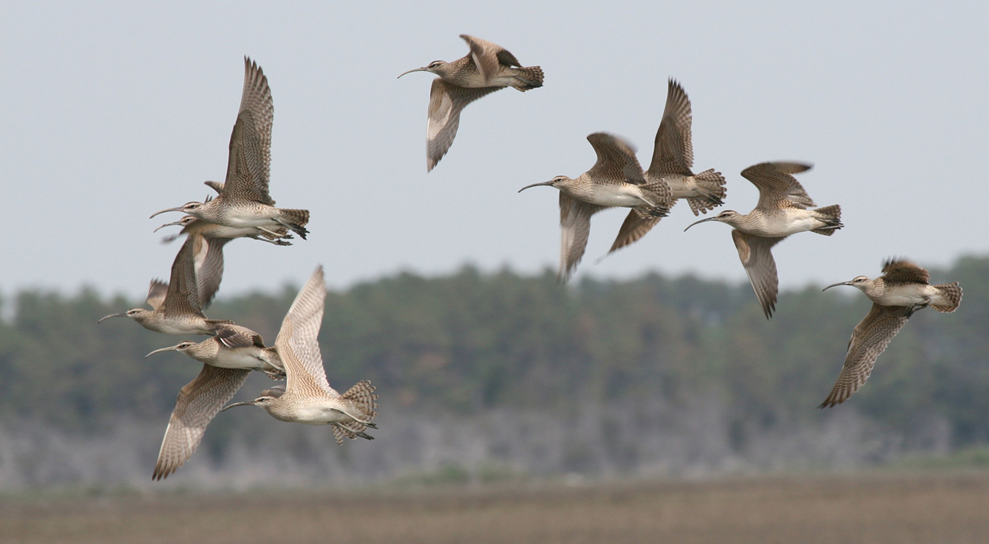 A flock of ten white and tan birds with long, thin beaks in flight.