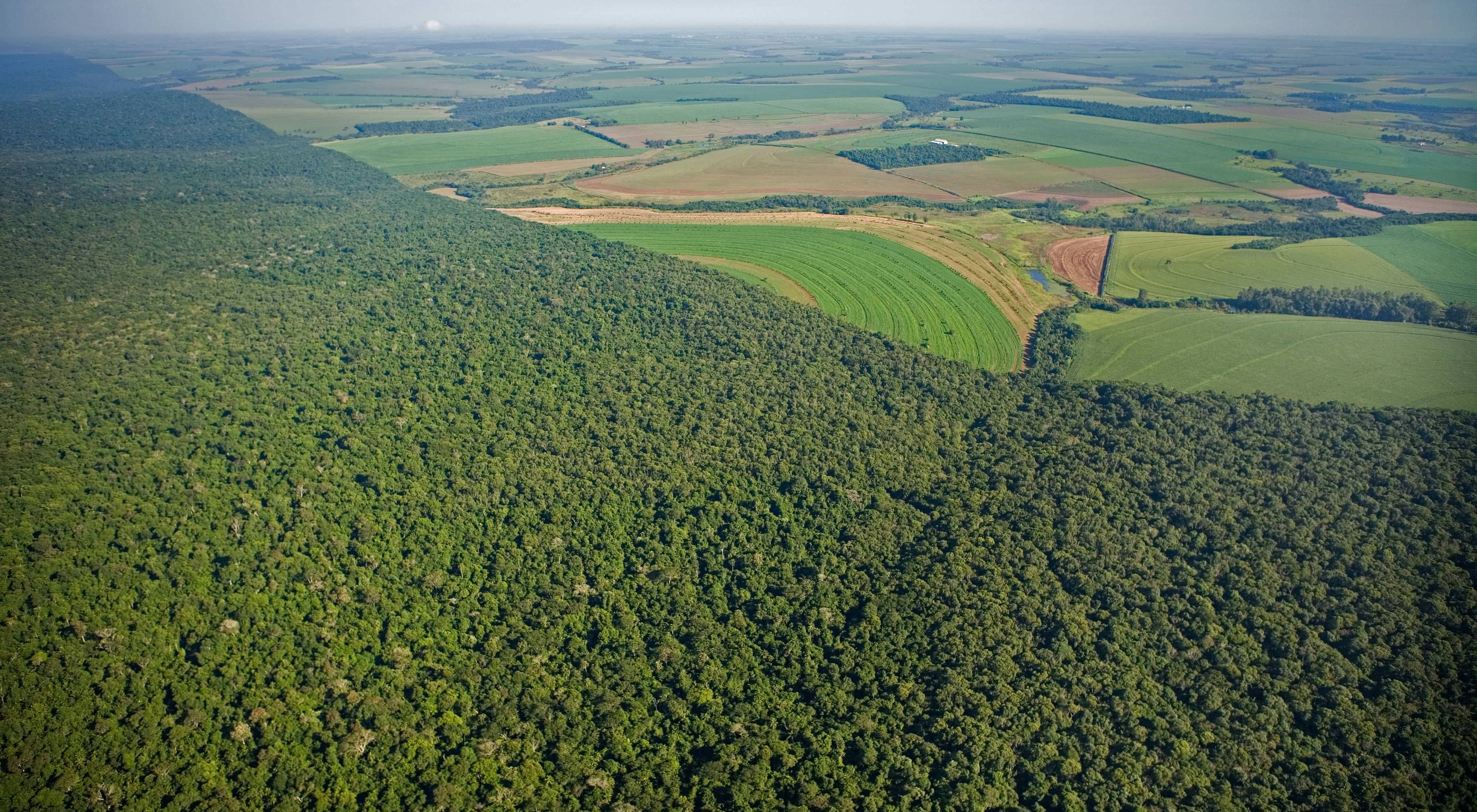 Aerial view of forests in foreground and agricultural fields in the background.