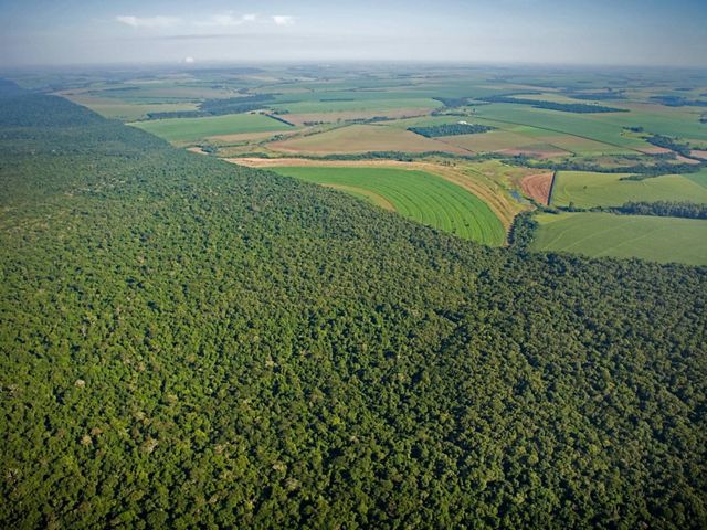 Aerial view of crop fields and farms along the forest border of Iguaçu National Park, Brazil. The park shares with Iguazu National Park in Argentina one of the world's largest and most impressive waterfalls, over 2,700 metres wide. The Park is an island of wilderness in the wide Paraná river valley, much of which has been deforested for agriculture. It shelters rare and endangered species of flora and fauna, such as the giant otter and giant ant-eater. Clouds of spray round the waterfall produce lush vegetation. have vastly deforested the area east of the city of Foz do Iguaçu in the state of Parana, Brazil. 