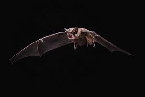 studio portrait of a bat in flight on black background.