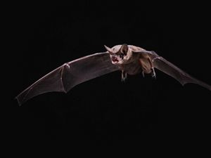 studio portrait of a bat in flight on black background.
