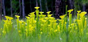 A field of yellow pitcher plants.