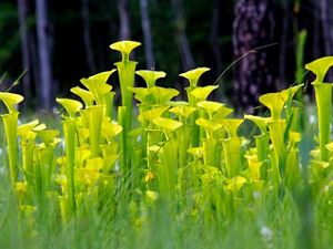 A field of yellow pitcher plants.