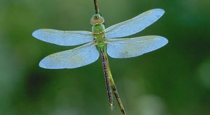 Green dragonfly with light blue wings.