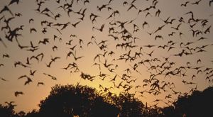 Hundreds of bats fly in the nighttime sky.