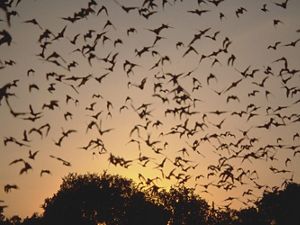 Hundreds of bats silhouetted against an orange sky flying in the air.