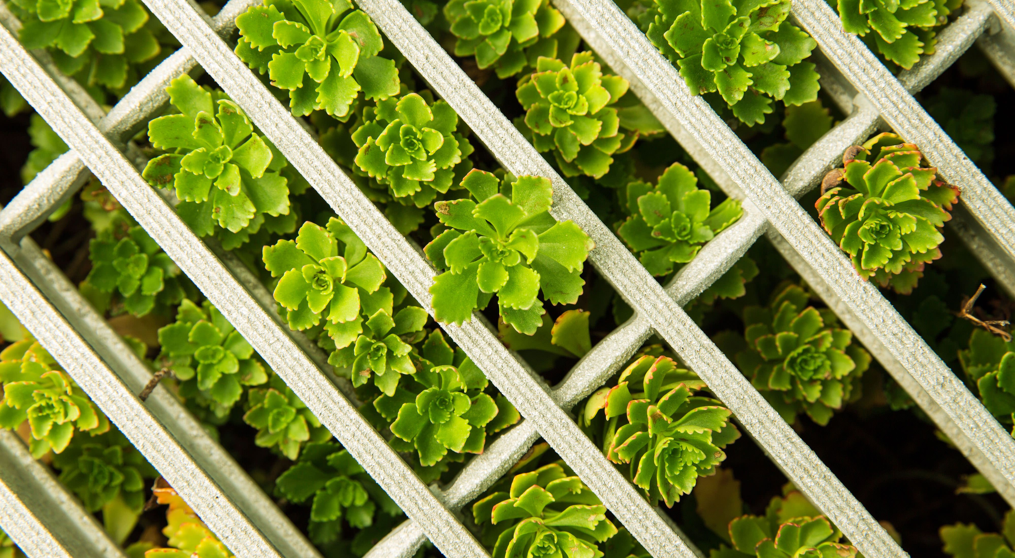 Photo from above of green plants growing in a white grid.
