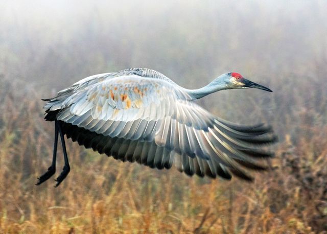 A Sandhill Crane takes off in the fog on an autumn morning in Wyoming, USA.