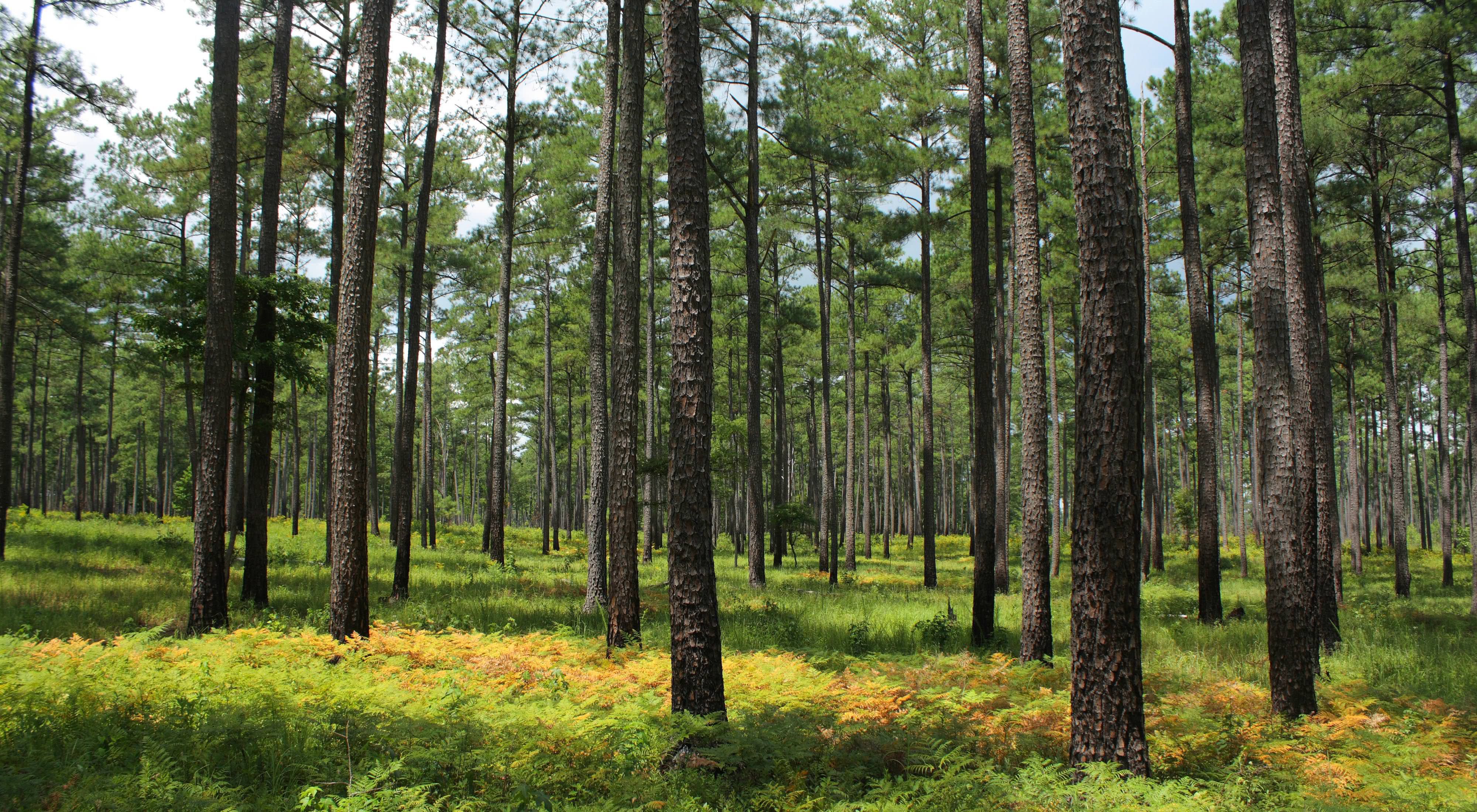 An open pine savanna of tall, widely spaced pine trees with a low understory of thick ferns.