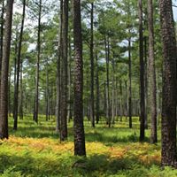 Pine savanna at Virginia's Piney Grove Preserve.