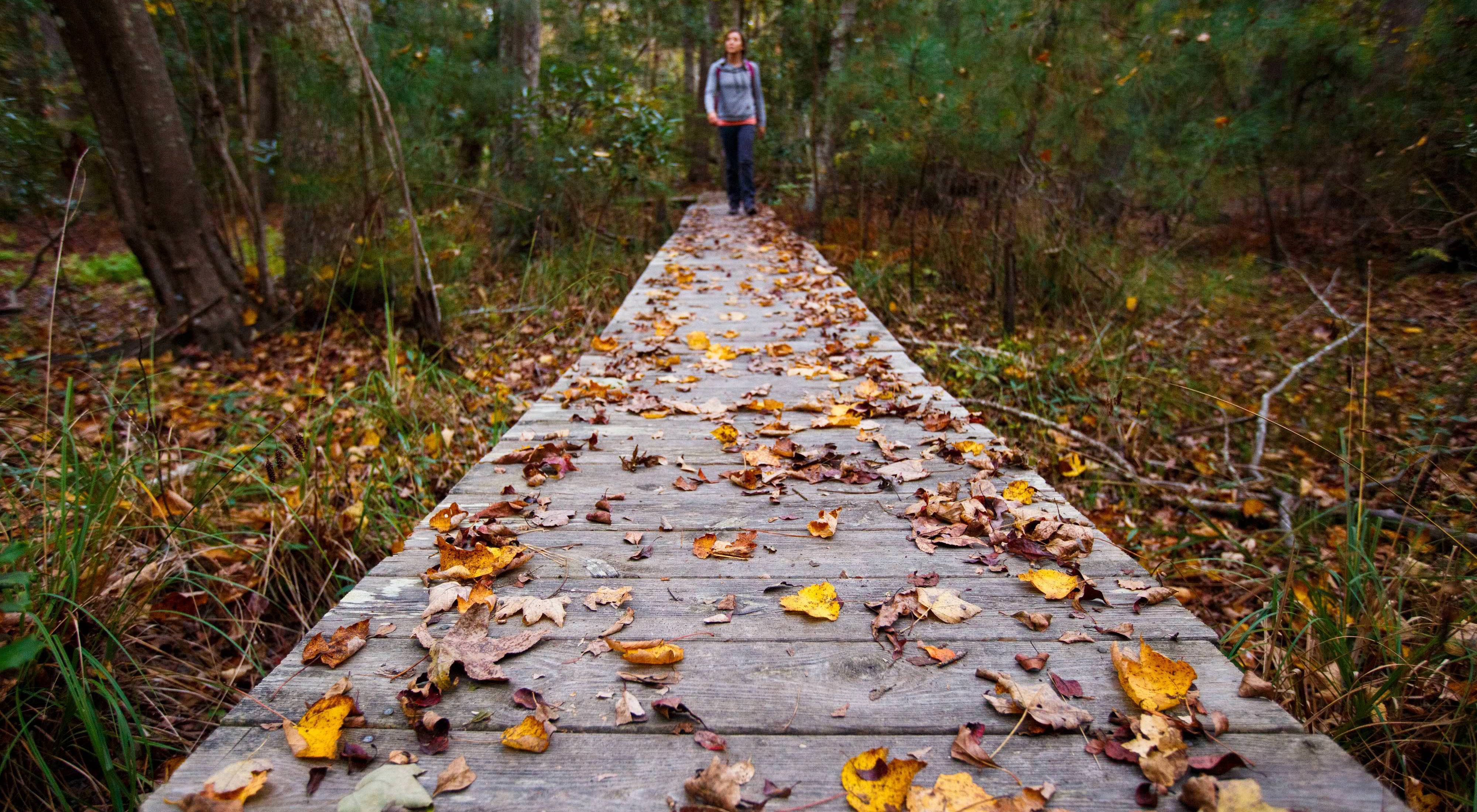 Bekah Herndon hikes amidst colorful fallen leaves on a boardwalk along the Blueberry Ridge Trail in the Nags Head Woods Preserve © Ben Herndon