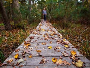 trail boardwalk strewn with fall leaves 