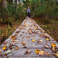 fall leaves strewn on boardwalk in woods