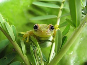 A closeup shot of a green frog hanging on greenery.