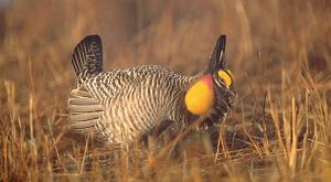 Profile view of a greater prairie chicken displaying courting behavior: inflated air sac, lowered head, raised feathers.