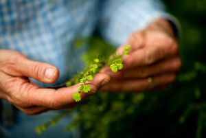 hands holding a small green plant