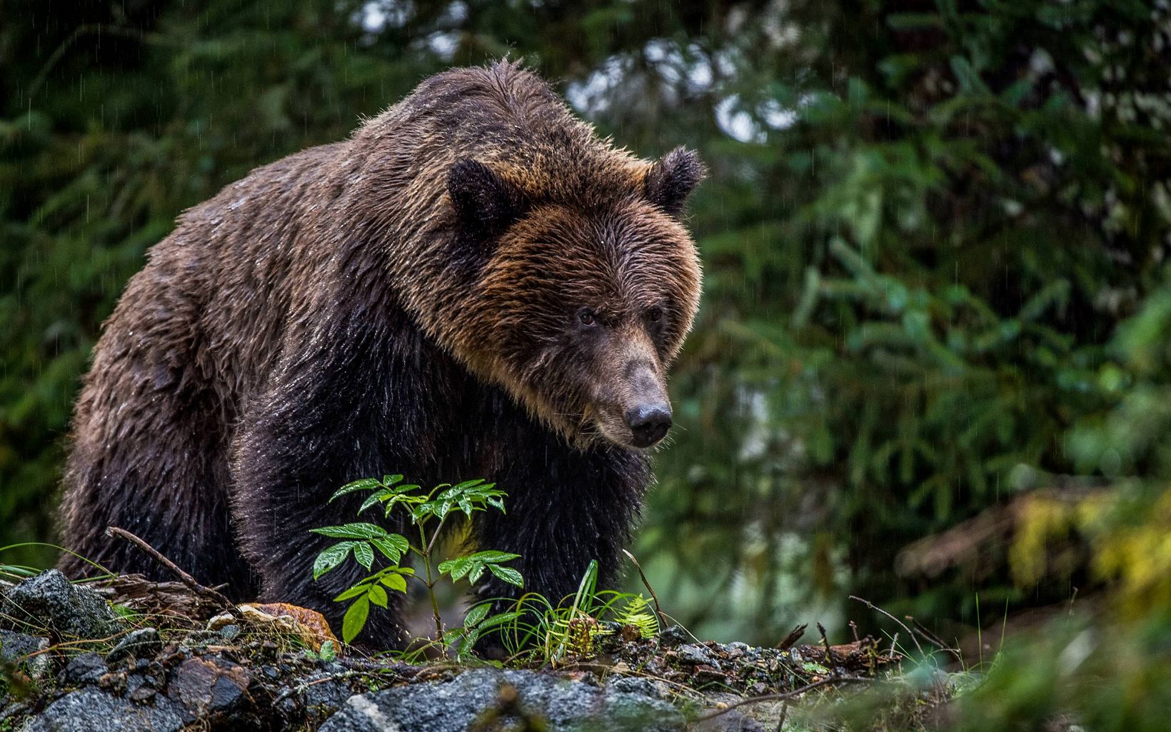 
                
                  Grizzly Bear In 2018, the Government of British Columbia permanently banned grizzly bear hunting thanks in large part to the work of Indigenous-led conservation efforts in the area.
                  © Jon McCormack
                
              