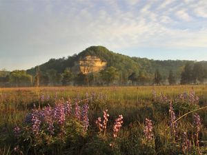 A tree covered hill rises from a flower filled prairie.