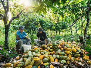 Cultivo de cacao brasileño