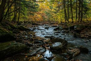 A river with rocks flowing through a forest with fall leaves.