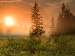An orange sunrise viewed through mist over a forested landscape.