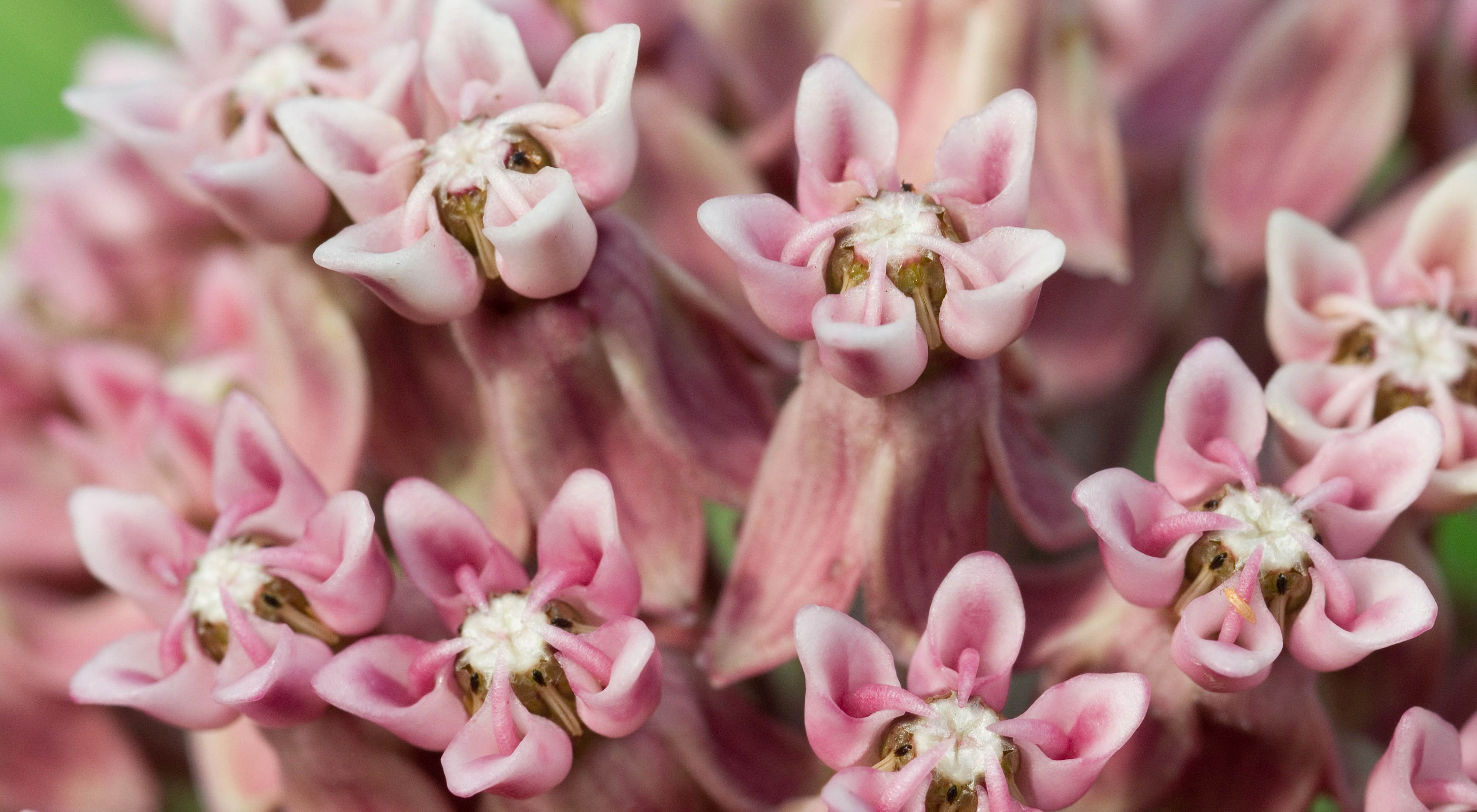 milkweed-flowers