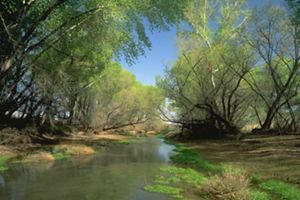 Water-level view of San Pedro River with trees arching overhead.