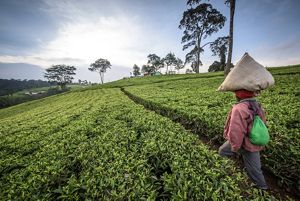 Woman carrying bag of tea leaves on her head in a farm field.